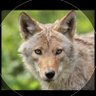Coyote 的头像