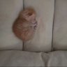 Profilbild von haleem