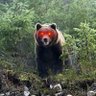 Hyan Gontijo profil fotoğrafı
