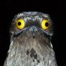 Profilbild von Moosefromabove