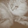 Фото профиля とみこ*♡ a kitten from behind*