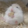 はぐちゃん🐨 zᶻzᶻ profil fotoğrafı