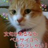 抹茶 外郎 profil fotoğrafı