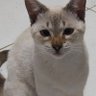 Akçay's profile picture