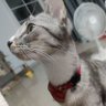 Porizzy profil fotoğrafı