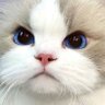 Profilbild von ちゅき