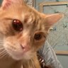 cheewiwiws's profile picture