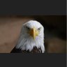 The Patriot 的头像