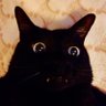 MIKA's profile picture