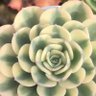 Фото профиля Flora Kactuzz🌵🌻🍁