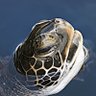 Tortuga 的头像