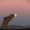 محمد الشمري's profile picture