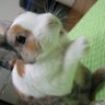 ふてネコのたま's profile picture