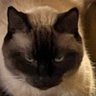 Profilbild von wherearethechildren
