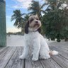 Charli III profil fotoğrafı