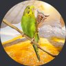 Rehan's profile picture