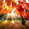 Фото профиля Ann MJ Schwab