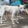 Profilbild von Perro Blanco