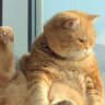 OH profil fotoğrafı