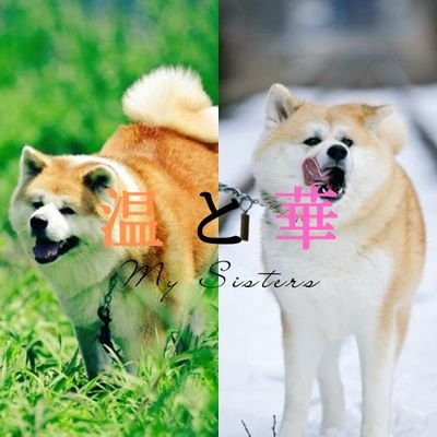 furusawaonsen's profile picture