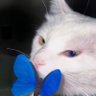 Profilbild von Lingya