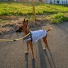 Profilbild von mybell1129🐕🐕🐕