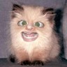 TreeDrizzle's profile picture