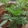 Pranov Kumar J's profile picture