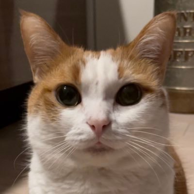 短足とらまる's profile picture