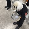 DireItasJa's profile picture