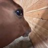 El Hog's profile picture