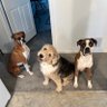 JP3usnVet profil fotoğrafı