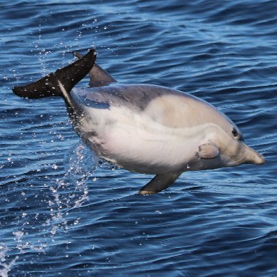 klondyker's profile picture