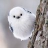 ひな profil fotoğrafı
