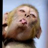 Monkey Júnior 的头像