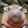 Profilbild von Yoshiioko