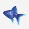 Фото профиля Fishie