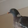 Michael Fleming's Pet Pigeon 的头像