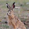 Фото профиля Kalulu the Hare 🐇