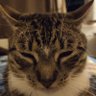 Nestrasz's profile picture