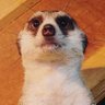 コグマ's profile picture