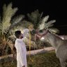 محمد البرقي's profile picture