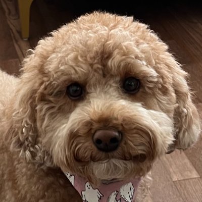 Ruby Reviews's profile picture