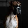 My Trendy Dog Products's profile picture
