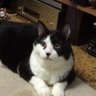 てつのすけ's profile picture