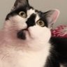 Astra_Dreamer profil fotoğrafı
