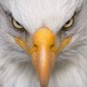 Stapes1776🇺🇸🐸🇺🇸's profile picture