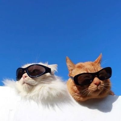 Puchy Catto's profile picture
