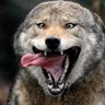 DโOro Cinderclaw's profile picture