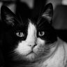 Profilbild von Aysun